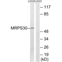 MRPS30 antibody