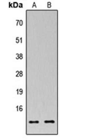 MRPS33 antibody