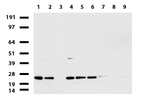 MRPS34 antibody