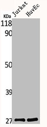 MRPS34 antibody