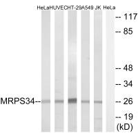 MRPS34 antibody