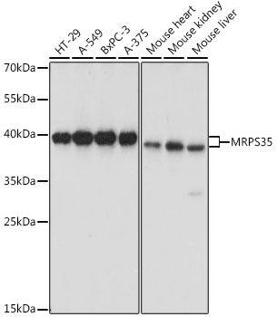 MRPS35 antibody