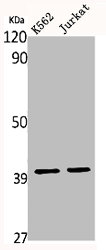MRPS35 Antibody