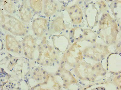 MRPS36 antibody