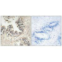 MRPS36 Antibody