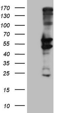 MRPS7 antibody