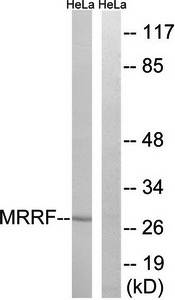 MRRF antibody