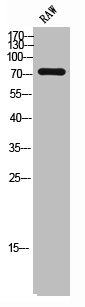 MRSA antibody