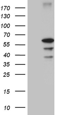 MS4A12 antibody