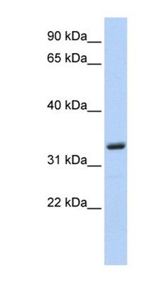 MS4A4A antibody
