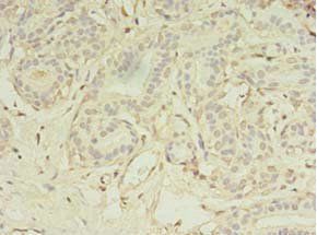MS4A7 Antibody