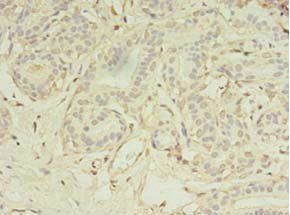 MS4A7 antibody