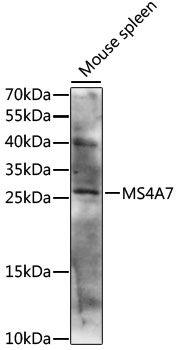 MS4A7 antibody