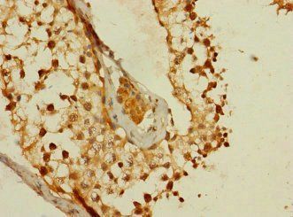 MS4A8 Antibody