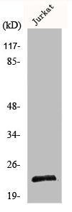 MSC antibody