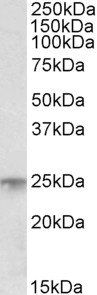 Goat anti-MSC / ABF1 Antibody