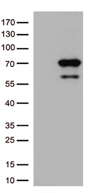 MSF (SEPT9) antibody