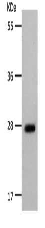 MSH Alpha antibody