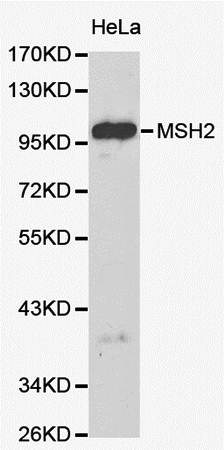MSH2 antibody