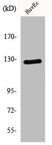 MSH3 antibody