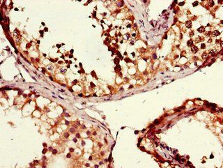 MSH4 antibody