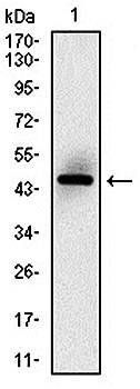 MSH6 Antibody
