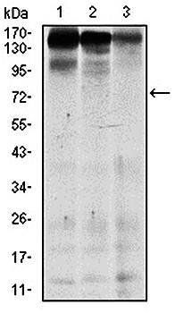 MSH6 Antibody