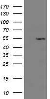 MSI1 antibody