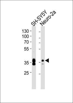 Msi1 antibody