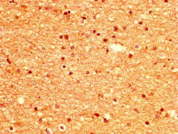 MSI1 Antibody