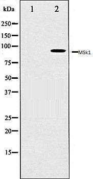 MSk1 antibody