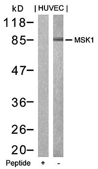 MSK1 (Ab-376) Antibody