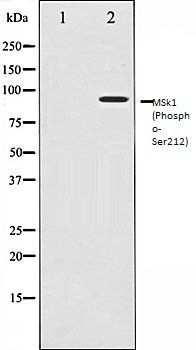 MSk1 (Phospho-Ser212) antibody