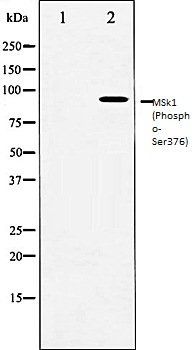 MSk1 (Phospho-Ser376) antibody