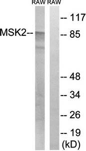 MSK2 (Ab-568) Antibody