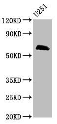 MSL2 Antibody