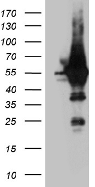 MSL2L1 Antibody
