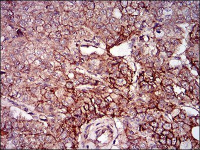 Bpifa2 Antibody