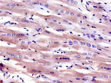 MSR1 antibody