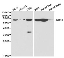 MSR1 antibody