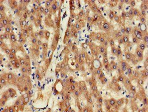 MSRB1 Antibody