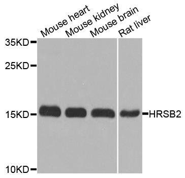 MSRB2 antibody