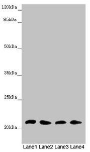 MSRB3 antibody