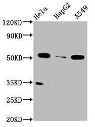 MSS51 antibody