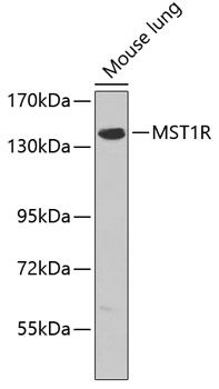 MST1R antibody