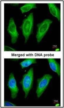 MST3 antibody [N2C1], Internal