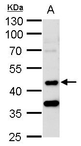 MST3 Rabbit Polyclonal Antibody