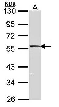 MST4 antibody