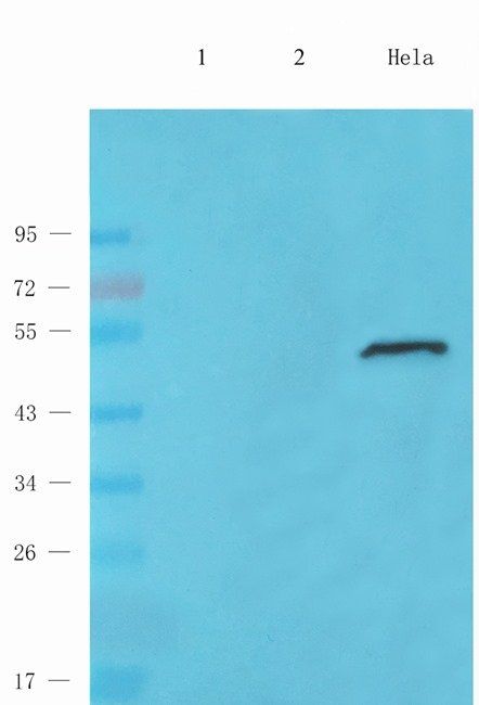 MST4 (phospho-Thr190) antibody