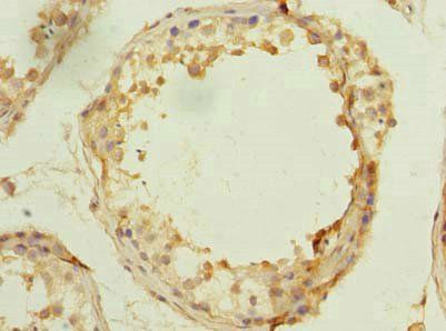 MSTO1 Antibody
